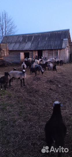 Овцы романовской породы и ягнята на племя