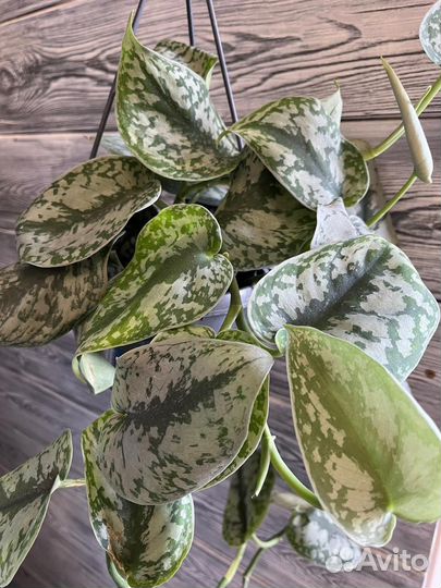 Scindapsus pictus trebie