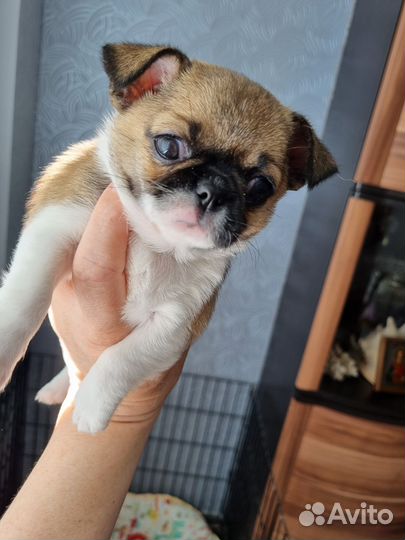 Чихуахуа девочка красотка