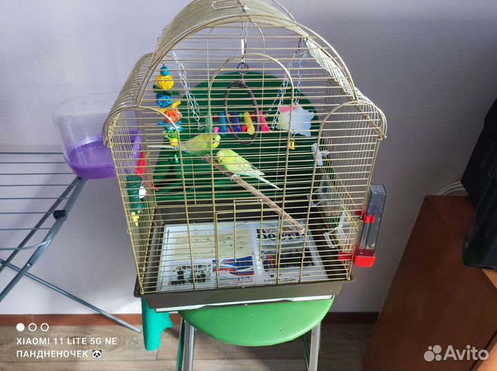 Волнистый попугай с клеткой