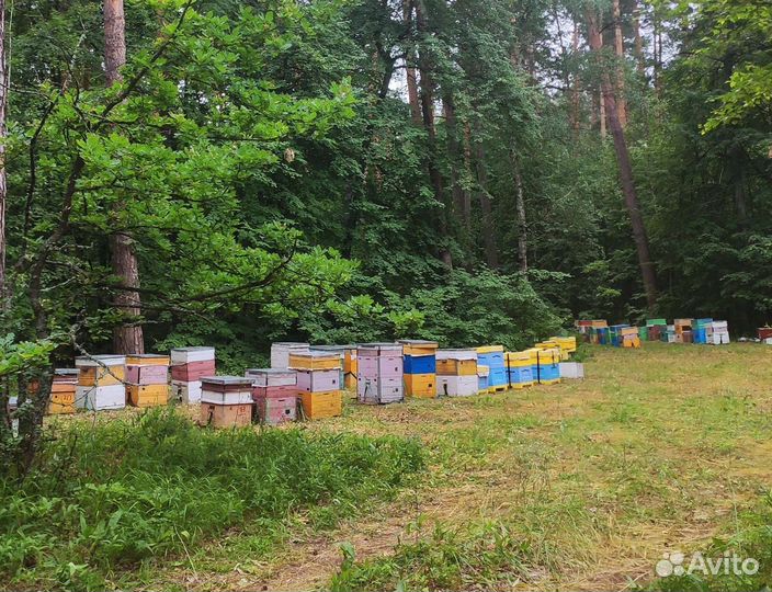 Мёд Цветочный, Липовый, Акациевый