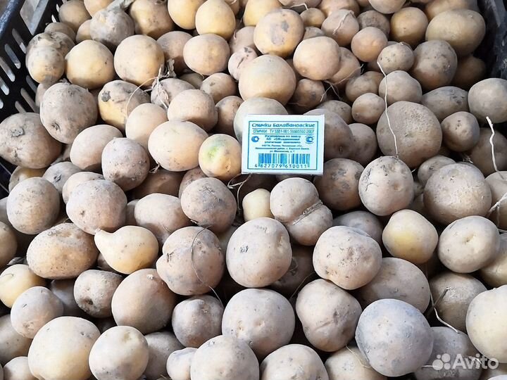 Картофель на корм скоту