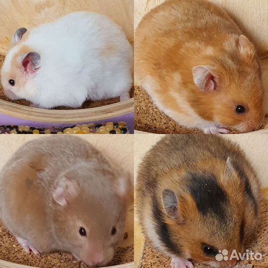 Сирийские хомяки 3 недели