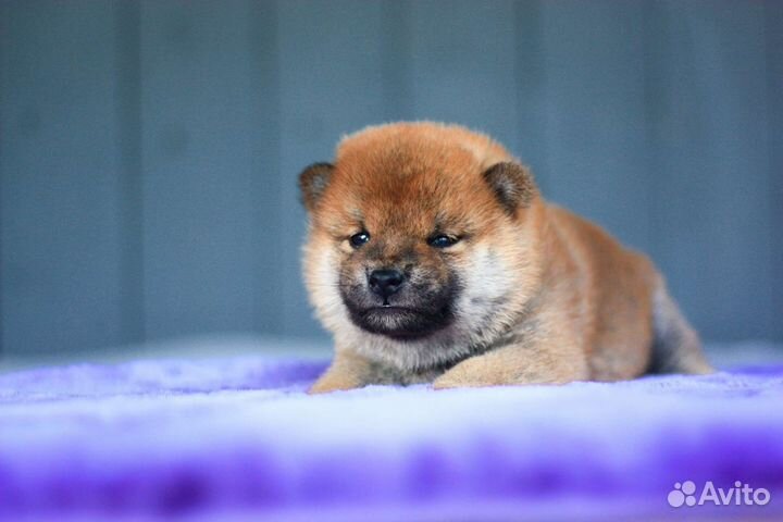 Девочки Сиба ину