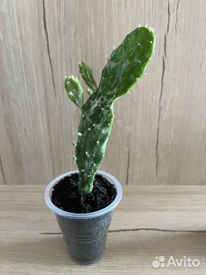 Кактус Опунция Монаканта вариегата