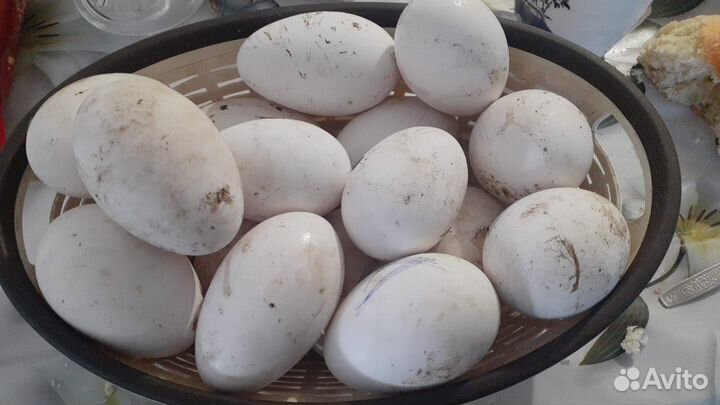 Домашние гусиное яйца