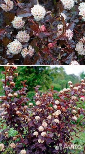 Декоративные кустарники