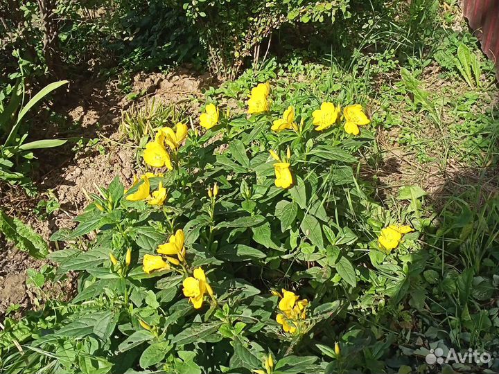 Садовые многолетники