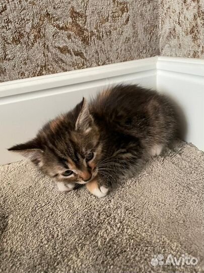 Котята