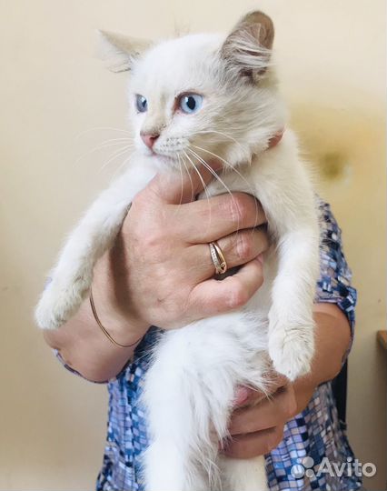 Сибирская кот