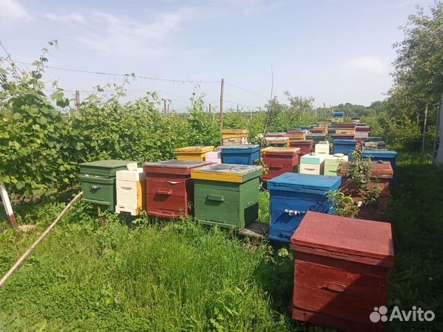 Пчелопакеты на высадку