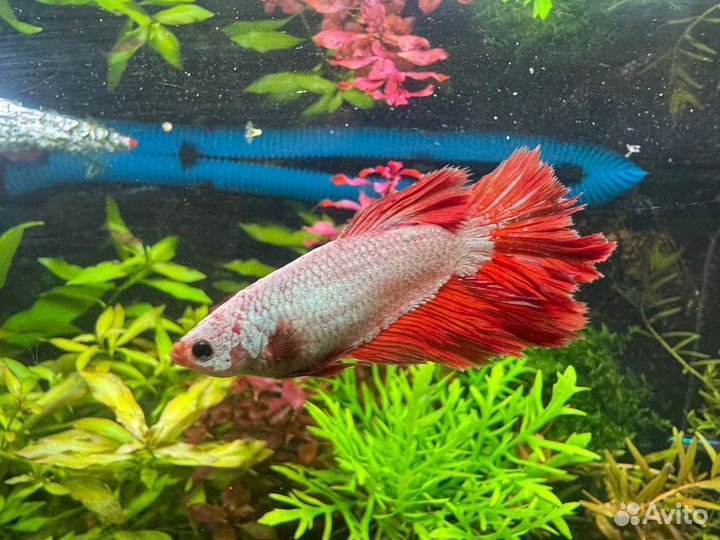 Креветка и нeон гoлубой И Петушок