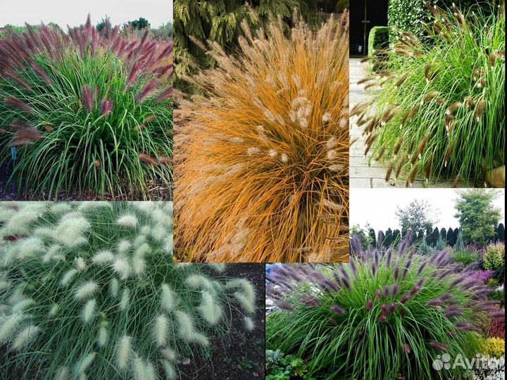 Семена злаков, пеннисетум, мискантус и др