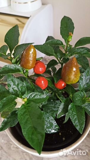 Перец Многолетний Острый 3 см Комнатный Сад