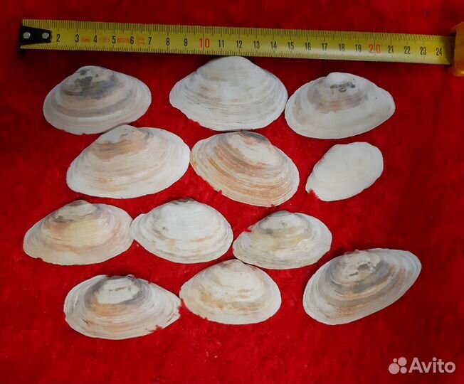 Ракушка Мия песчаная