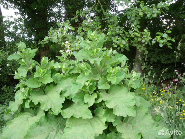 Лопух корень и листья