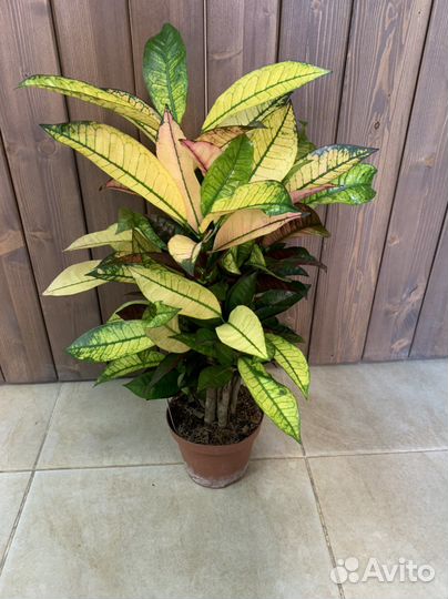 Кратон Айстон