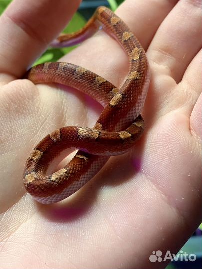 Маисовый полоз bloodred pied sided het anery