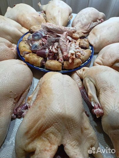 Гусиное мясо