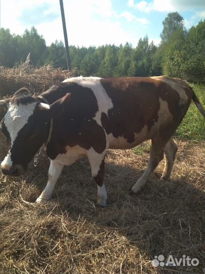 Телка стельная нетель