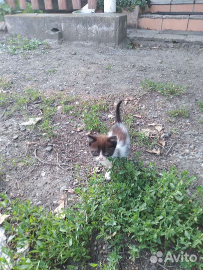 Отдам котят в добрые руки