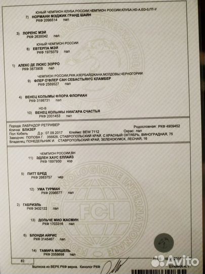 Щенки лабрадора