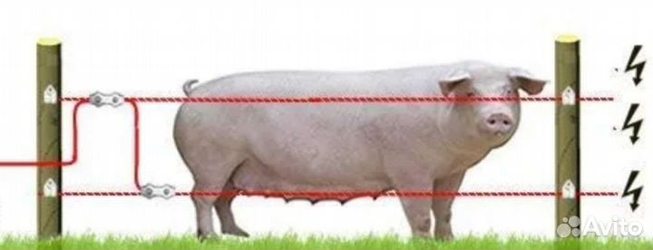 Электропастух для свиней