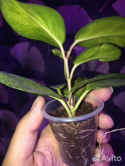 Хойи укоренённые и на срез