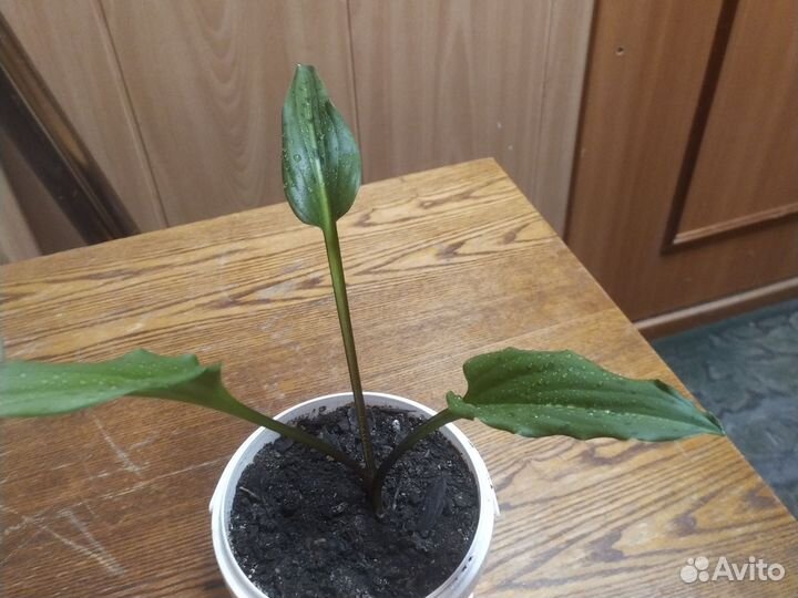 Дримиопсис