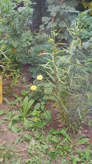 Участок 12 сот. (ИЖС)