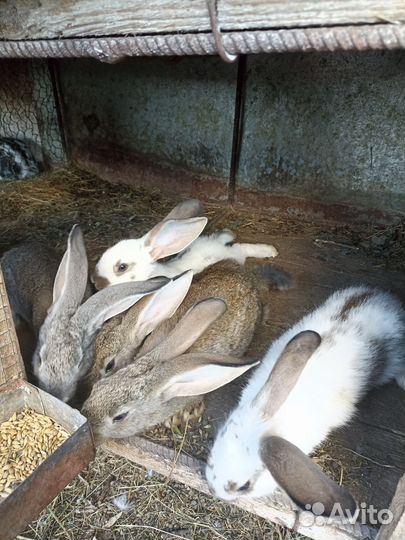 Крольчата, кролики самки