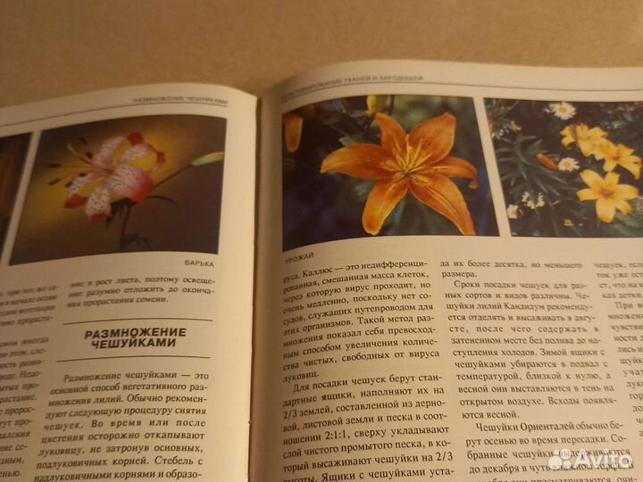 Книга о лилиях