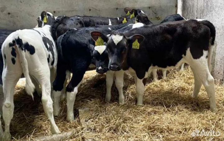 Бычки и телята