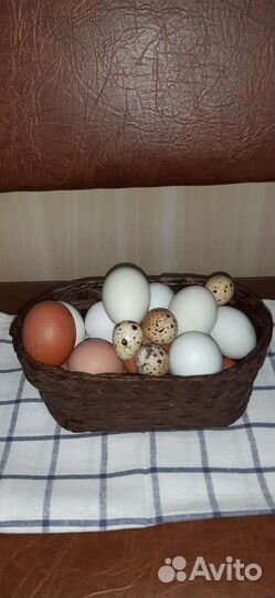 Яйца перепелиные и куриные, молоко