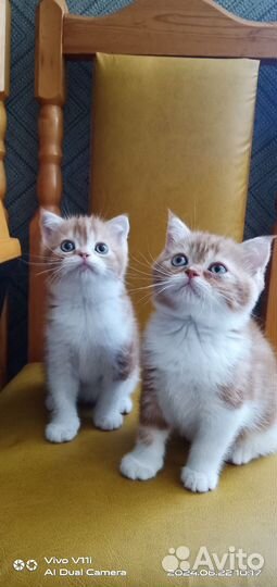 Шотландские прямоухие котята