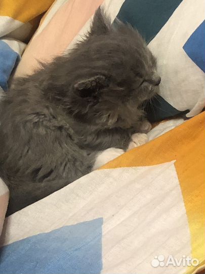 Котенок в добрые руки
