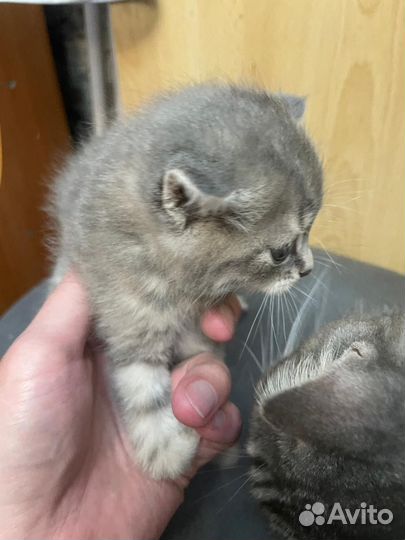 Котята отдам даром