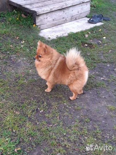 Шпиц в добрые руки