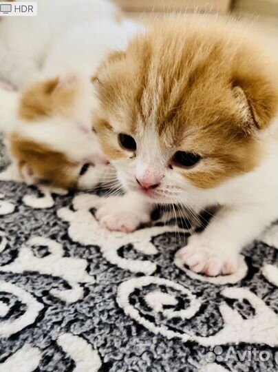 Котята