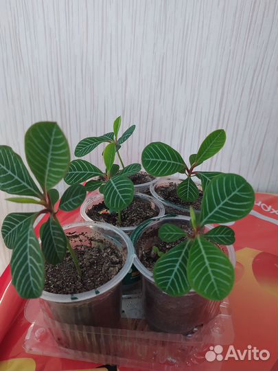 Комнатные растения