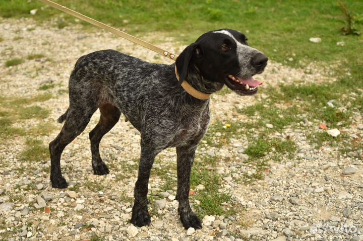 Курцхаар в добрые руки