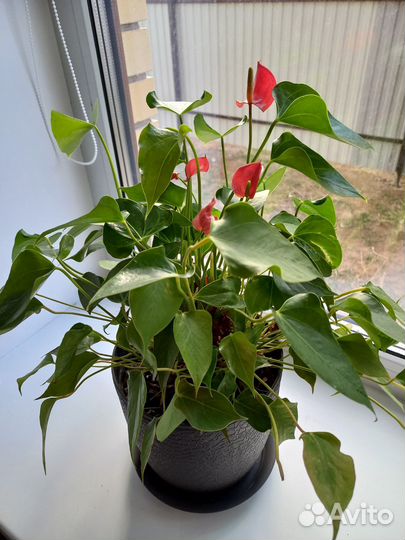 Антуриум (комнатные растения) цветы
