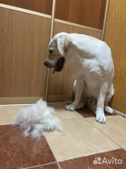 Требуется модель для груминга