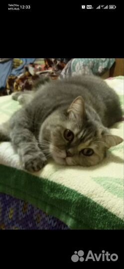 Шотландские