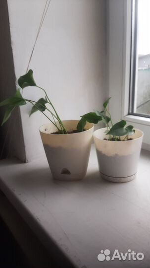 Комнатные цветы антуриум