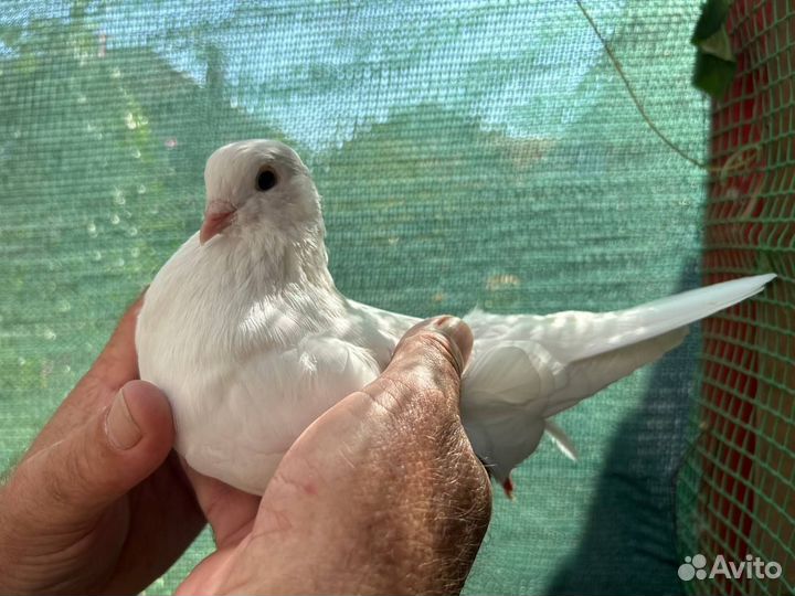 Продам голубей