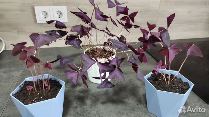 Кислица (оксалис)