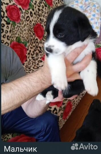 Щенки лабрадора