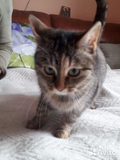 Кошка в добрые ручки