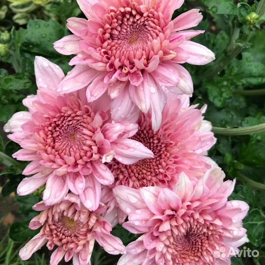 Хризантема